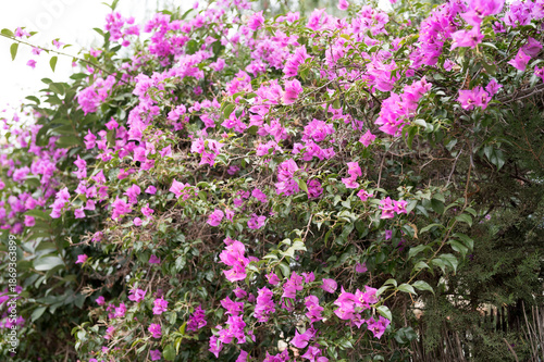Vibrant bougainvillea blossoms blooming on green foliage