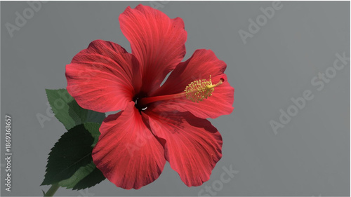 A vibrant red hibiscus flower in full bloom, featuring five delicate, radiating petals with subtle ridges. At its center, a prominent yellow stamen stands out against the deep crimson core. The flower