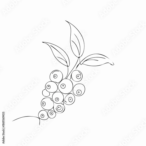 Blueberry branch with leaves outline