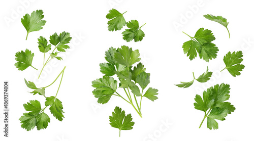 Fotografija fresh green parsley sprigs and leaves arranged artfully on a transparent background, culinary herb