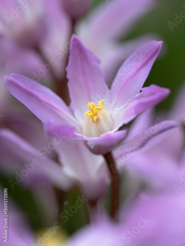 Chionodoxa flower. Beautiful bright floral background. close-up. soft focus, blur flower. 