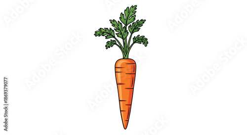 Single fresh orange carrot with green leafy tops shown as a detailed vector illustration isolated on a white background.