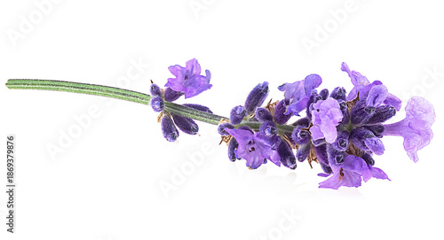 Aromatic sprig of fresh lavender flower isolated on a white background. Beautiful lavender.