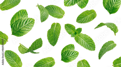 fresh green mint leaves scattered on a transparent background, top-down view, vibrant and aromatic herb.