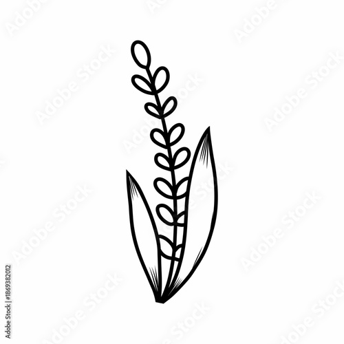 ear of cereal plant. Illustration of rice in doodle style. Contour twig for postcard decoration.
