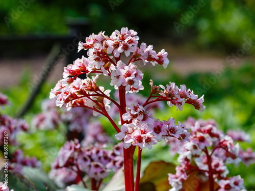 Canvas Print Bergenia , or less commonly Bergenia ( Latin- Bergenia ) is a genus of perennial