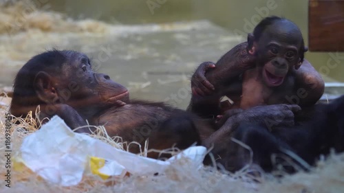 Close up of Bonobo monkey family with a young baby, relaxing, laying down and taking care of each other.
