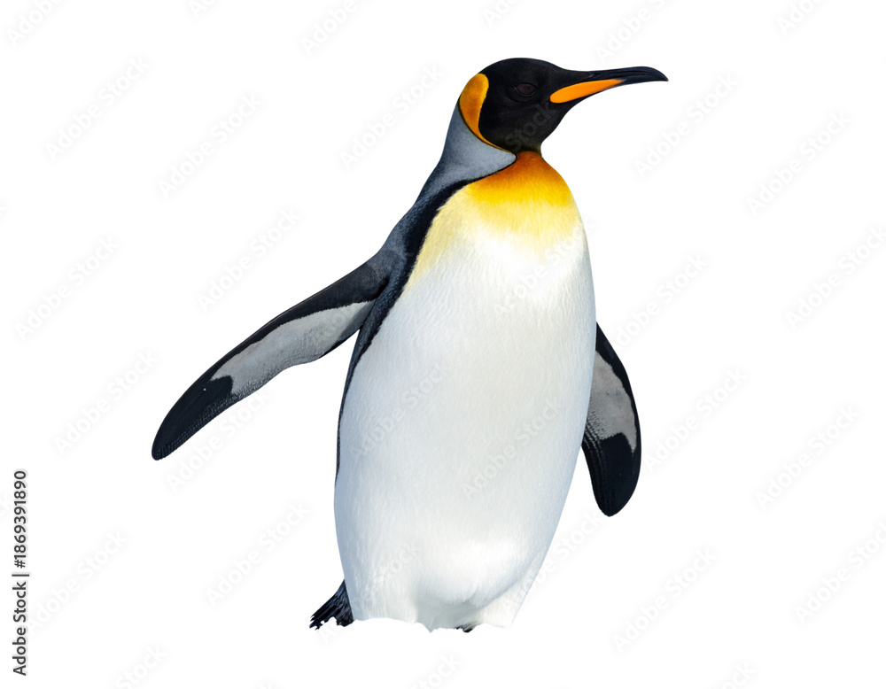 Fototapeta premium “King Penguin Standing in Natural Habitat, Wildlife Photo”