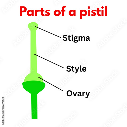 parts of a pistil biology diagram botany.eps