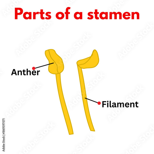 parts of a stamen biology diagram botany.eps