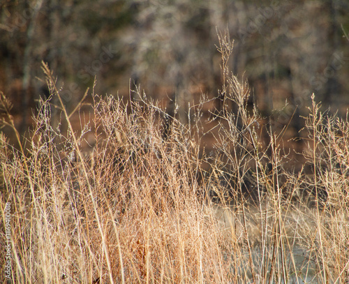 Autumn textures. - native grass background
