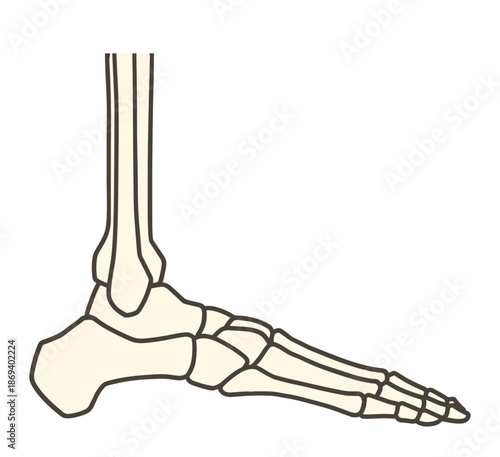 足の骨格と足関節の外側