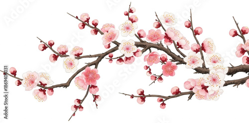 Plum Blossom png Cherry Blossom cutout Oriental Flower png Japanese Bloom cutout Prunus Mume png Floral Branch cutout Pink Petals png Spring Flowers