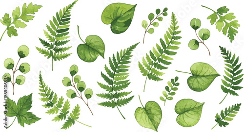 Collection of various green leaves and ferns on white background