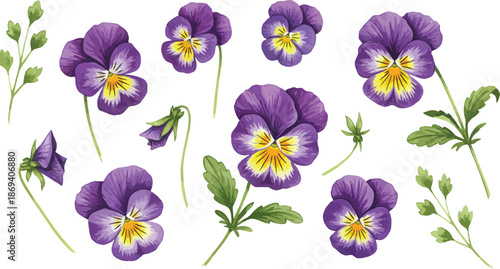 Purple pansy flowers with yellow centers and green leaves illustration