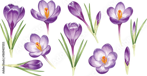 Purple crocus flowers and buds with green stems and leaves