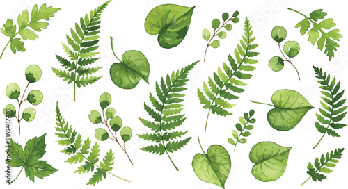 Collection of various green leaves and ferns on white background