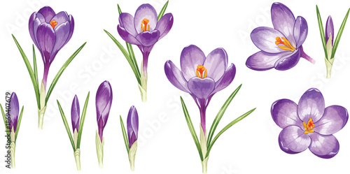 Purple crocus flowers and buds on white background