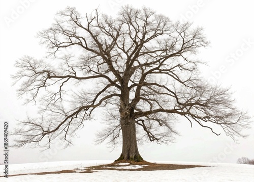 Big Bare Tree with Tall Branches Isolated on white Background