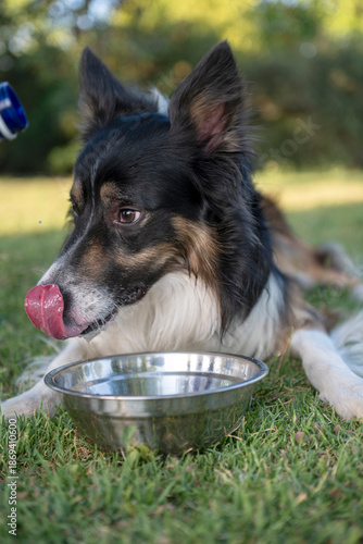 Canvas Print Border collie dog licking snout after drinking water