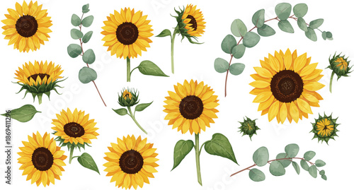 A collection of bright yellow sunflowers and green leaves on white background