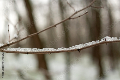 Wallpaper Mural snow covered branches Torontodigital.ca