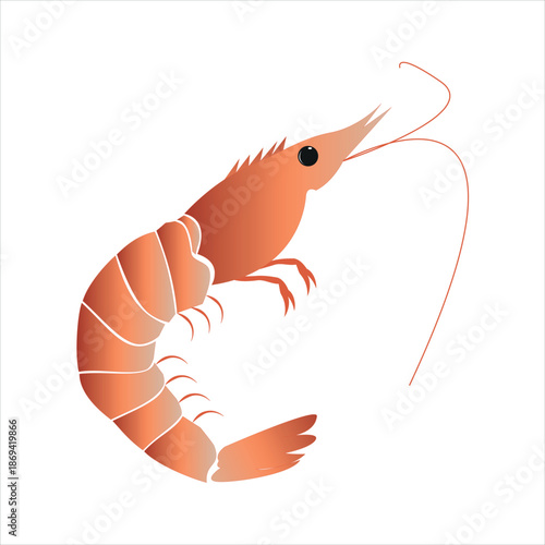 Shrimp illustration isolated on white background, seafood concept