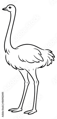Hand drawn line art illustration of an ostrich depicting a full body view for wildlife education