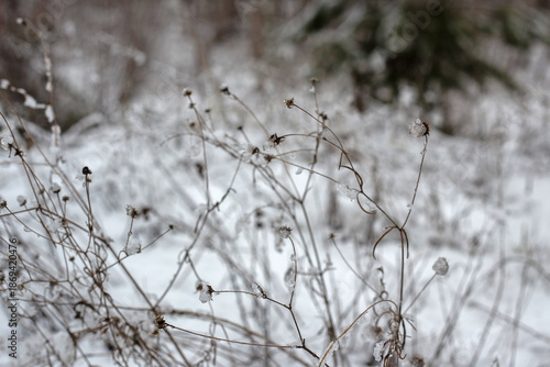 Winter Nature Walk Through Snow Covered Forest