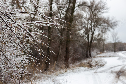 Winter Nature Walk Through Snow Covered Forest