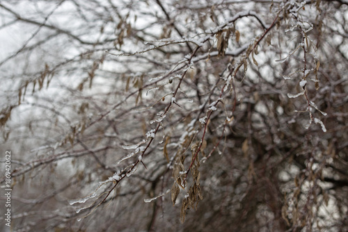 Winter Nature Walk Through Snow Covered Forest