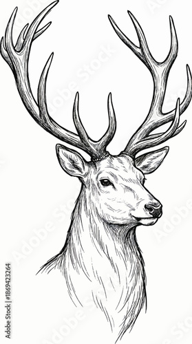 Elegant black and white deer sketch vector with detailed antlers. Hand drawn pencil and ink wildlife illustration isolated on white background