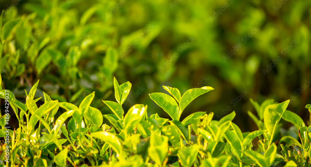 Fototapeta premium A close-up of fresh tea leaves on a plantation. Industrial tea cultivation in Sri Lanka. Close-up of tea bushes.