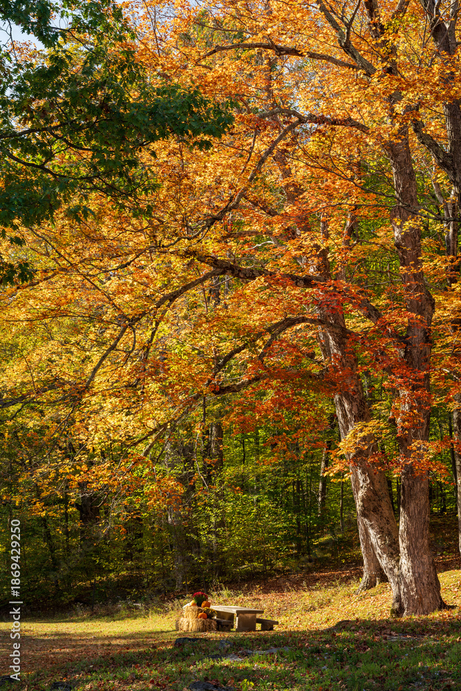 Naklejka premium Fall color, Mount Equinox, Vermont