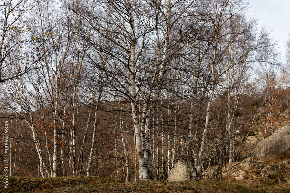 custom made wallpaper toronto digitaltrees in the forest