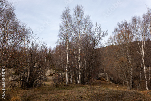 Wallpaper Mural trees in the forest Torontodigital.ca