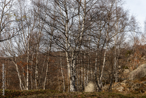 Wallpaper Mural trees in the forest Torontodigital.ca