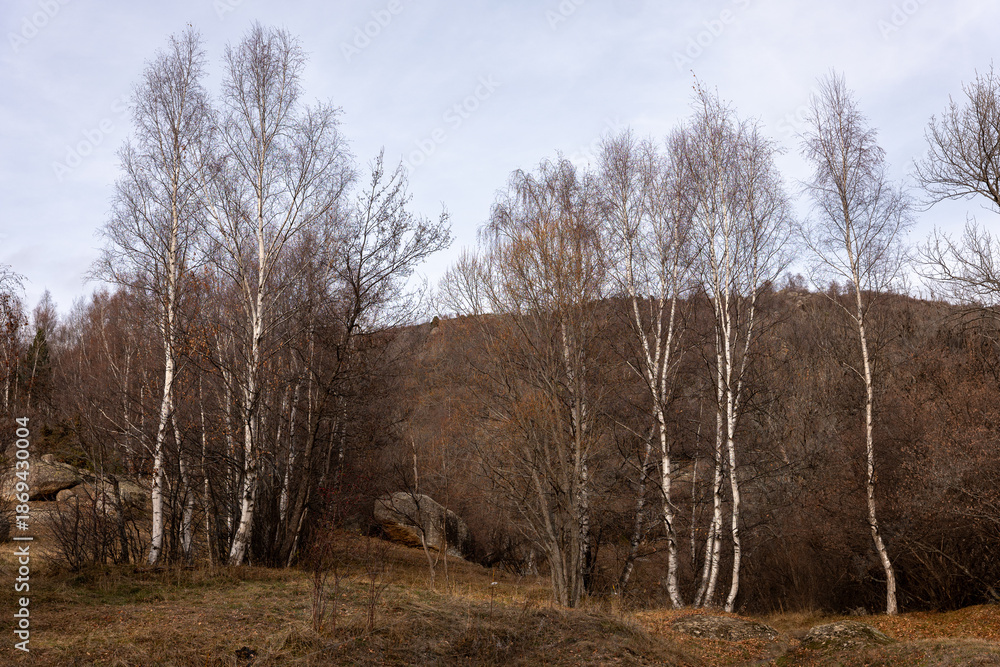custom made wallpaper toronto digitaltrees in the forest
