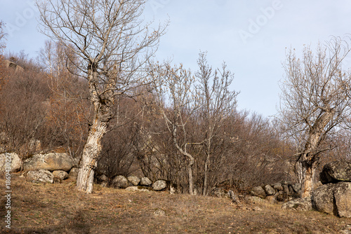 Wallpaper Mural dead tree in the forest Torontodigital.ca