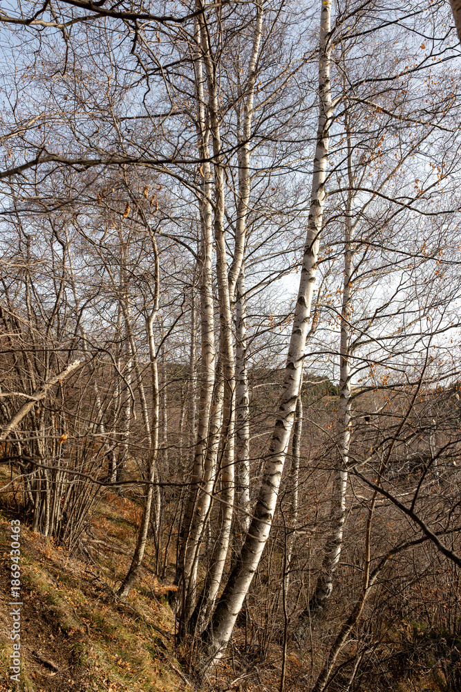 custom made wallpaper toronto digitaltrees in the forest