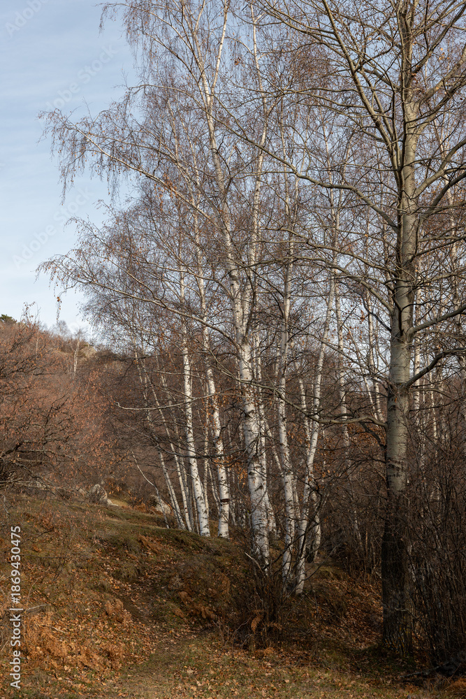 custom made wallpaper toronto digitalforest in autumn