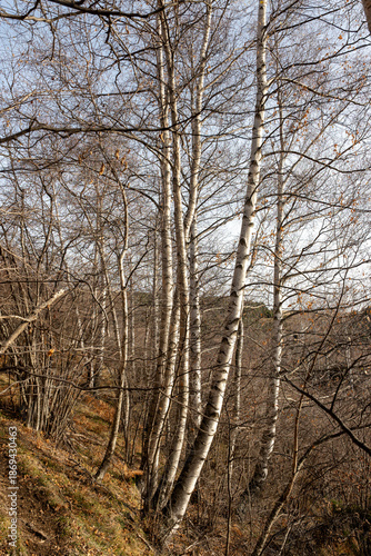 Wallpaper Mural trees in the forest Torontodigital.ca