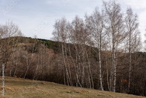 Wallpaper Mural old fence in the forest Torontodigital.ca