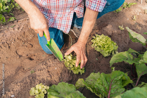 Foto Close-up of farmer hands planting young lettuce seedlings with a trowel in garde