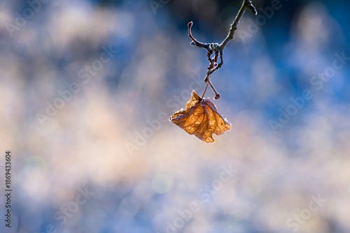 Frozen autumn leaf hanging on branch with soft blue background