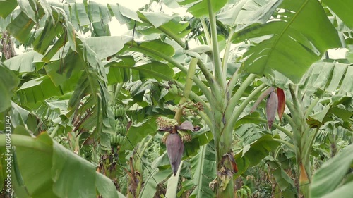 Green banana plantation extends into distance, layered leaves and flowering stalks presenting productive farmland shaped by human care and tropical climate. Rural agriculture.