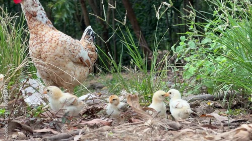Mother hen forages through shaded vegetation while many chicks explore soil and plants around her, showing open countryside life and natural animal care. Rural poultry.