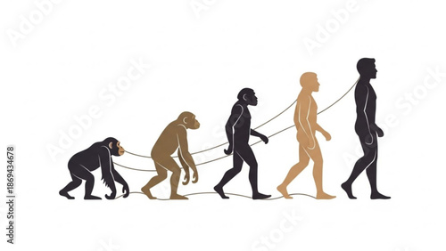 Evolution of human from ape to modern man illustrated in a series of connected silhouettes