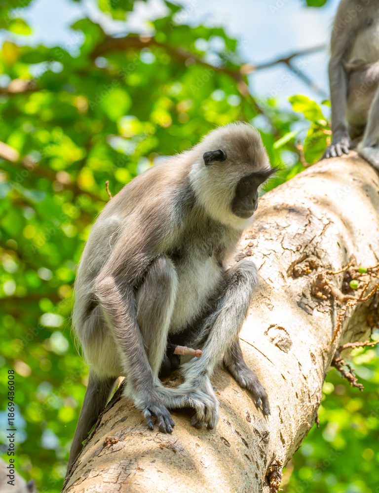 Fototapeta premium Gray hanuman langurs on a tree. Monkeys in the wild in the jungles of Sri Lanka. Troop of monkeys on trees. Wildlife scene with wild animals.