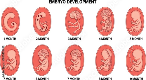 Stages of human embryo development from first to ninth month, flat vector illustration of pregnancy cycle and fetal growth
